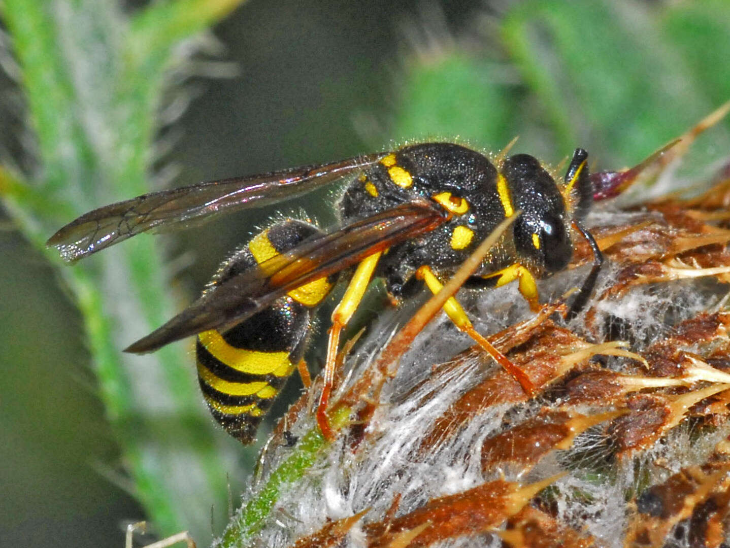 Sivun Ancistrocerus longispinosus (de Saussure 1855) kuva