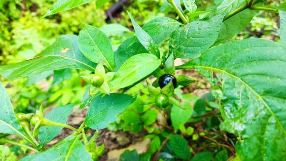 Image of Deadly Nightshade