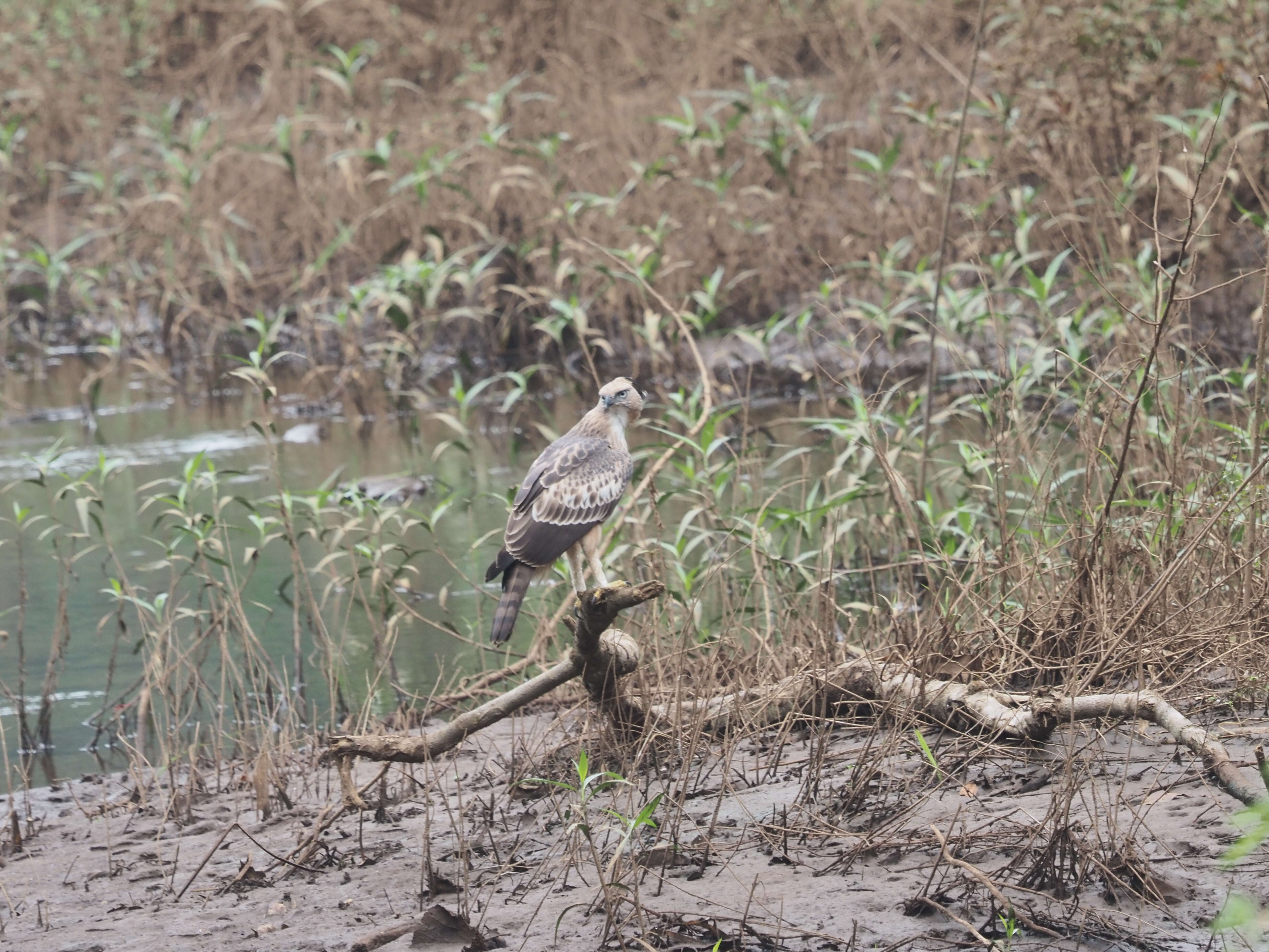 Nisaetus cirrhatus (Gmelin & JF 1788) resmi