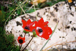 Imagem de Anemone coronaria L.