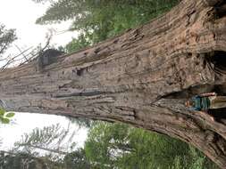 Image of giant sequoia