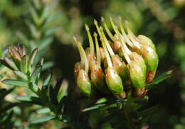 Image of Darwinia hortiorum K. R. Thiele