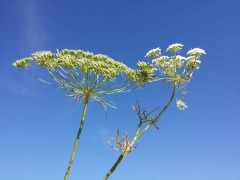 Imagem de Ammi majus L.