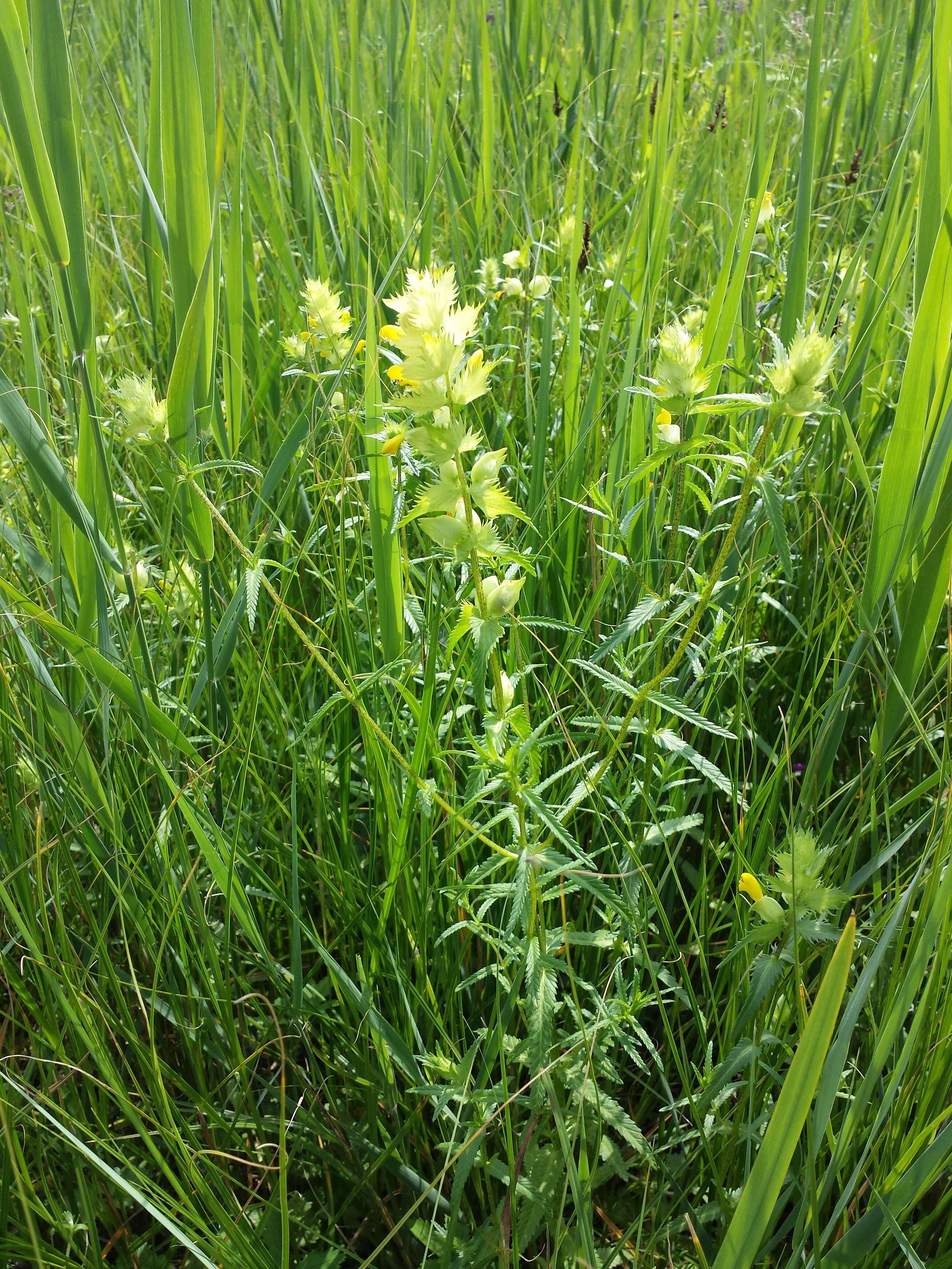 Image of late-flowering yellow rattle