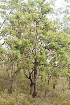 Image of Angophora robur L. A. S. Johnson & K. D. Hill