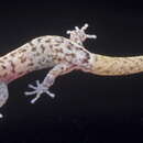 Слика од Sphaerodactylus micropithecus Schwartz 1977