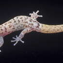 Image of IslaMonito Least Gecko