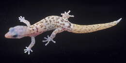 Image of IslaMonito Least Gecko