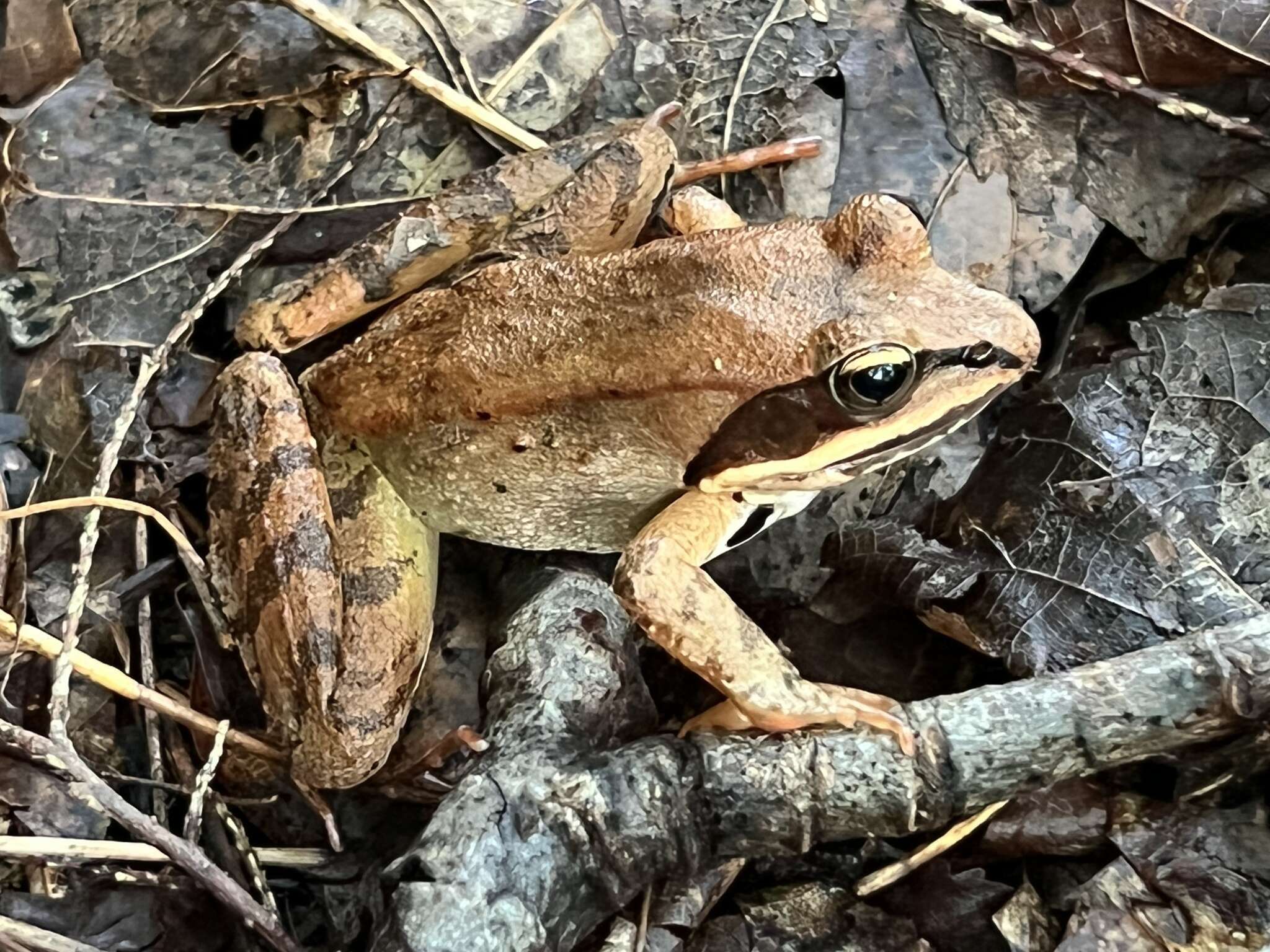 Image of Wood Frog