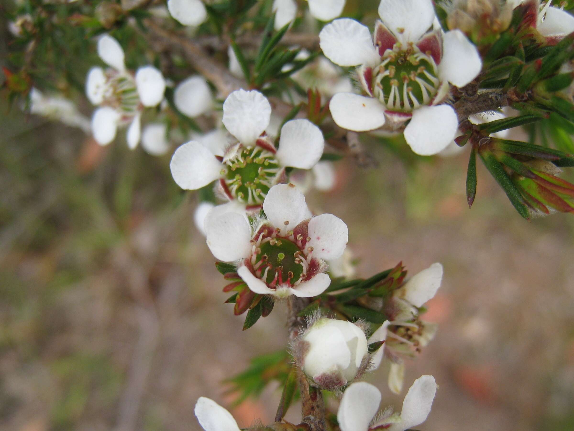 Image of Leptospermum arachnoides Gaertner