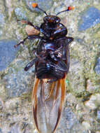 Image of Nicrophorus (Nicrophorus) concolor (Kraatz 1877)