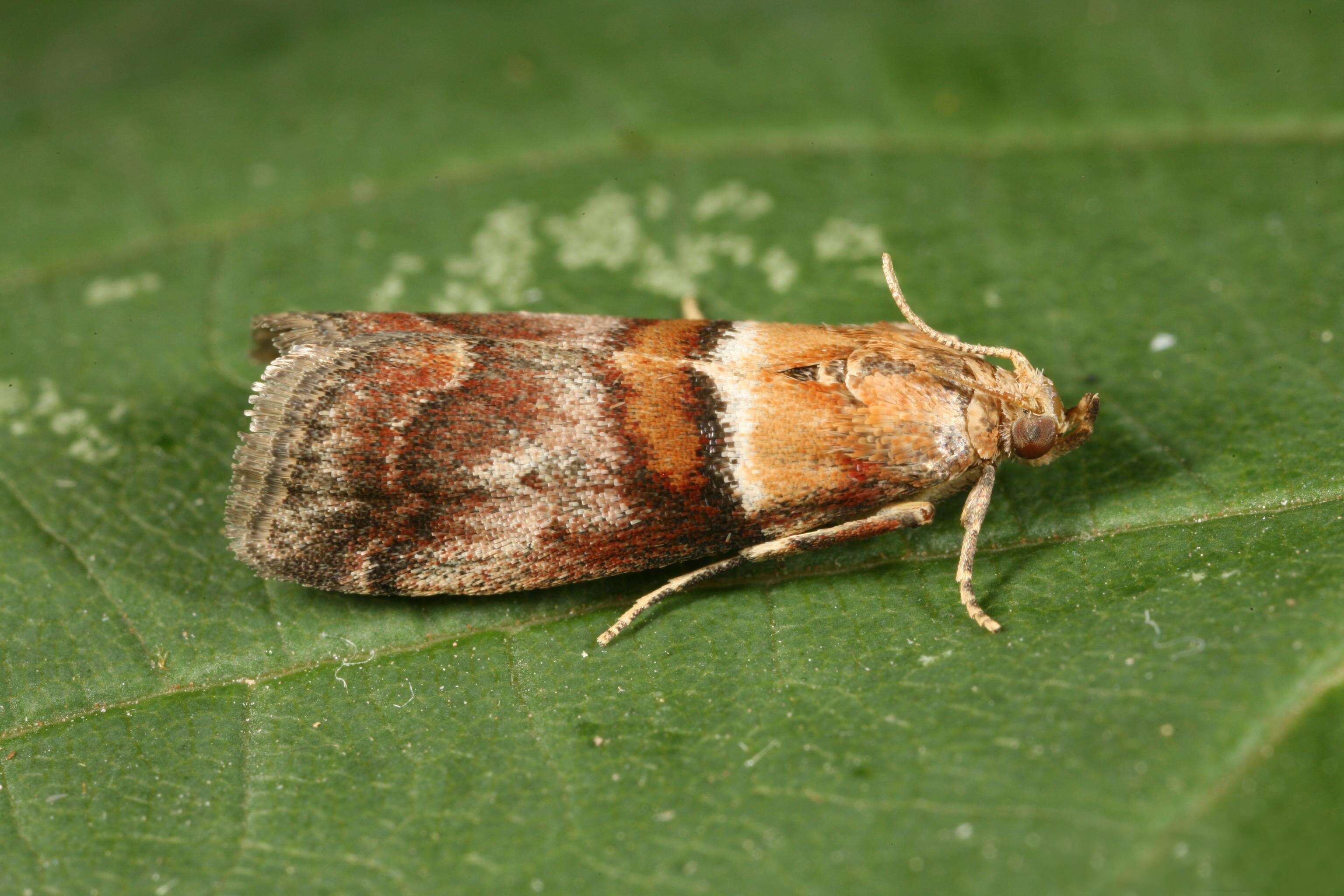 Image of Acrobasis tumidana Schiffermüller 1775