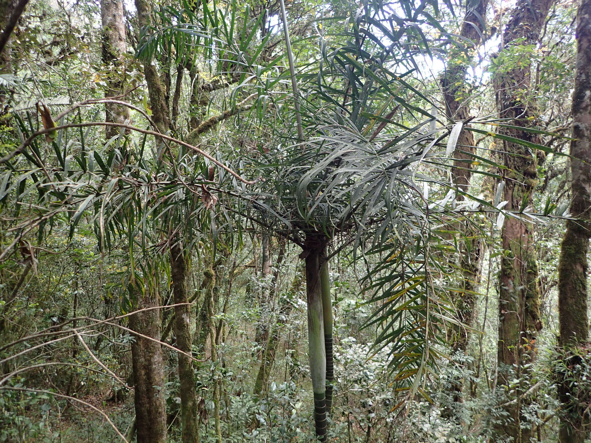 Image of Dypsis rivularis (Jum. & H. Perrier) Beentje & J. Dransf.