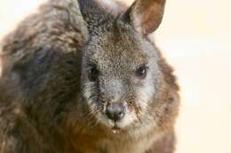 Image of Dama Wallaby