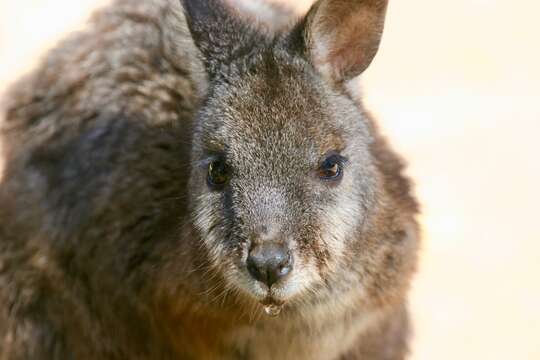 Imagem de Macropus eugenii (Desmarest 1817)