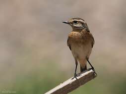 Image of Whinchat