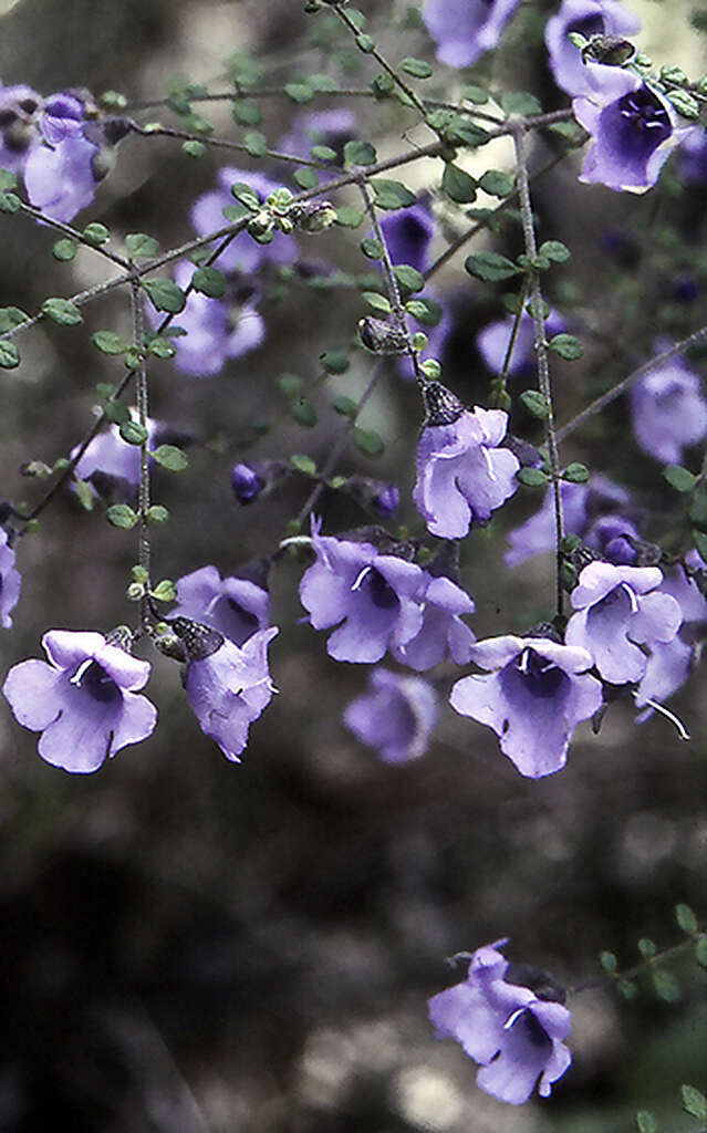 Image of Violet Mint-bush