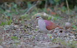 Image of Key West Quail-Dove