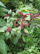 Image of love-lies-bleeding