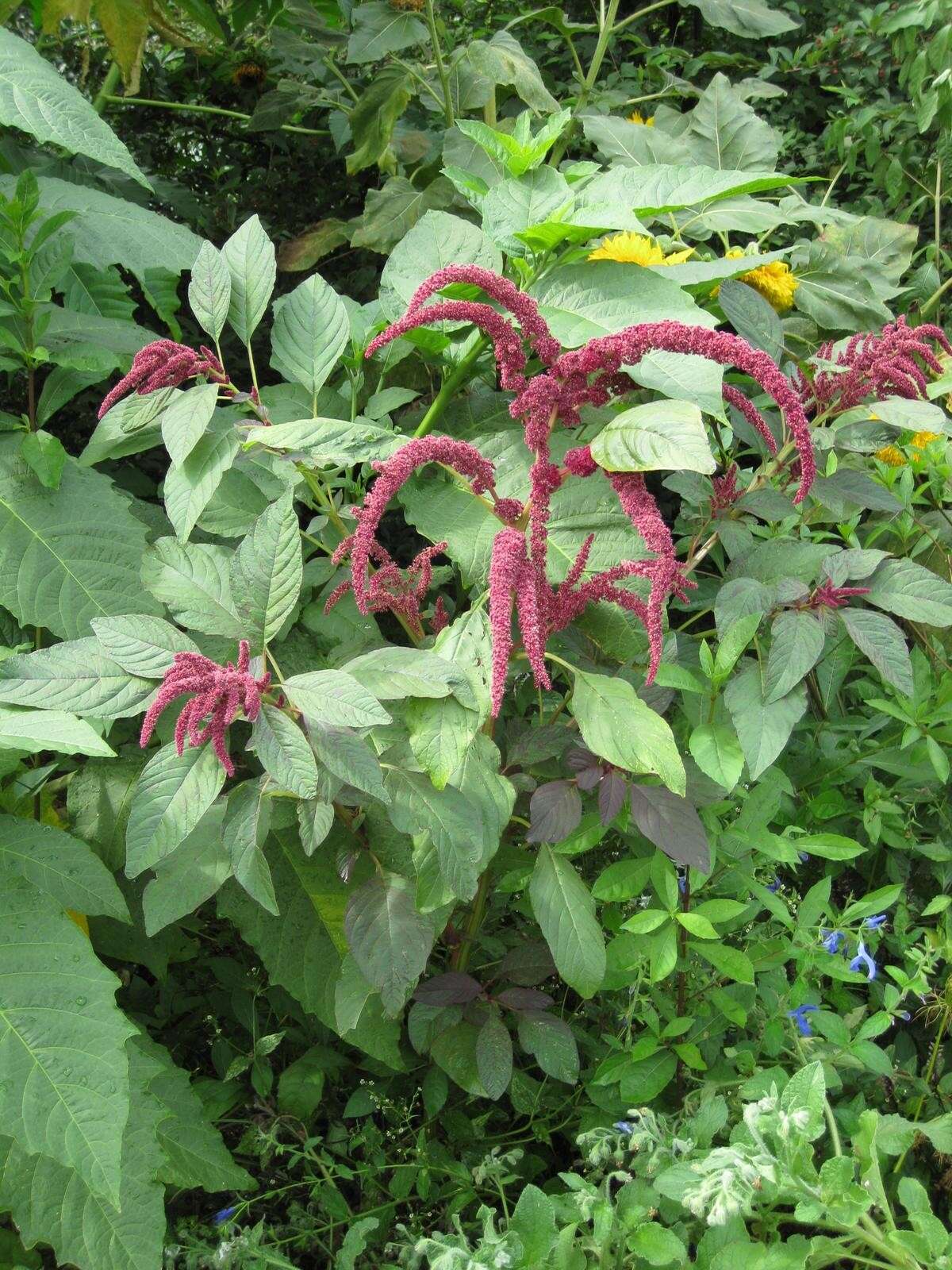 Image of love-lies-bleeding