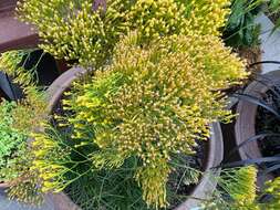 Image of Nuttall's rayless goldenrod