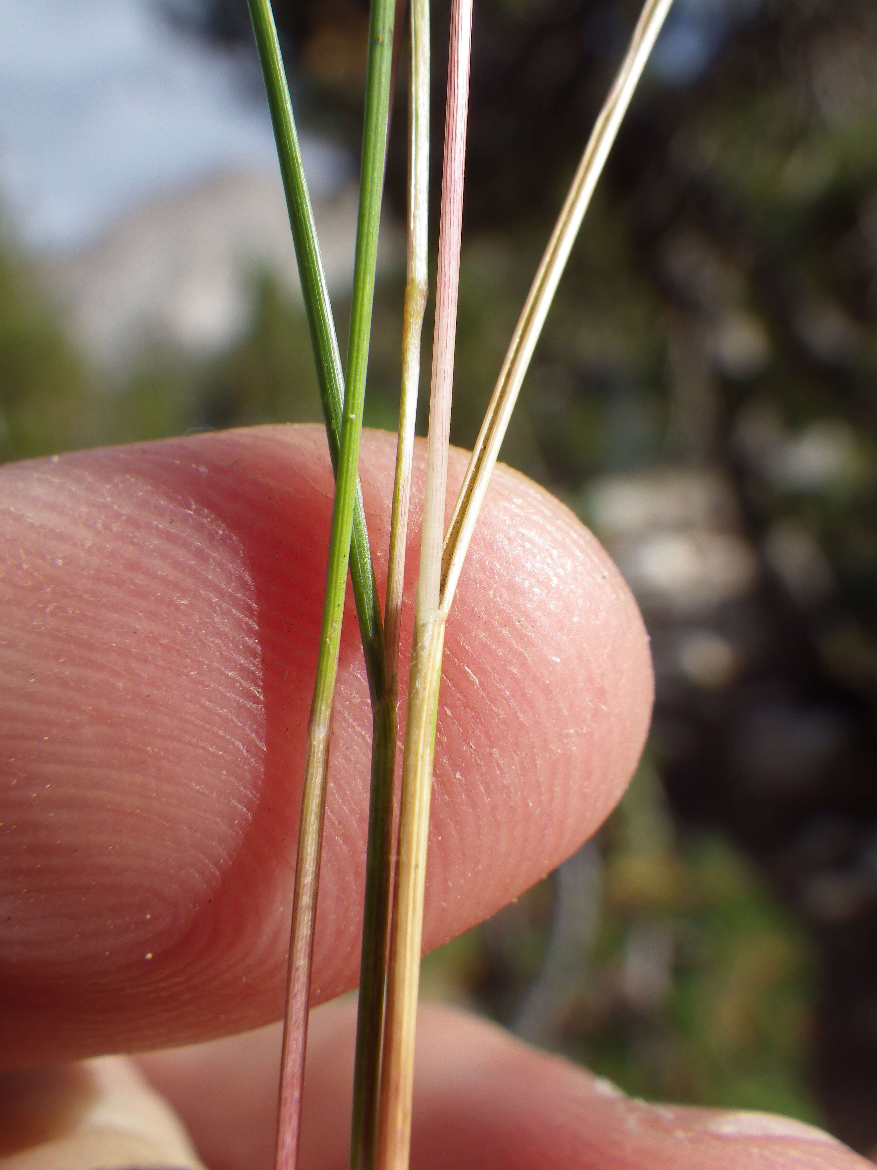 Image of western needlegrass