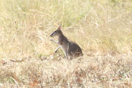 Image of Agile Wallaby