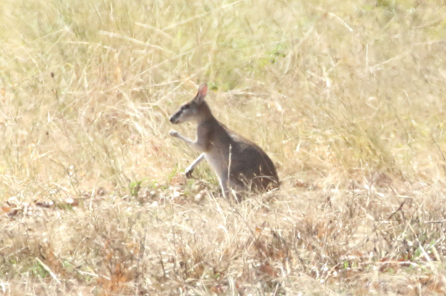 Image of Agile Wallaby