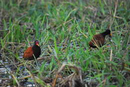 Image of Wattled Jacana