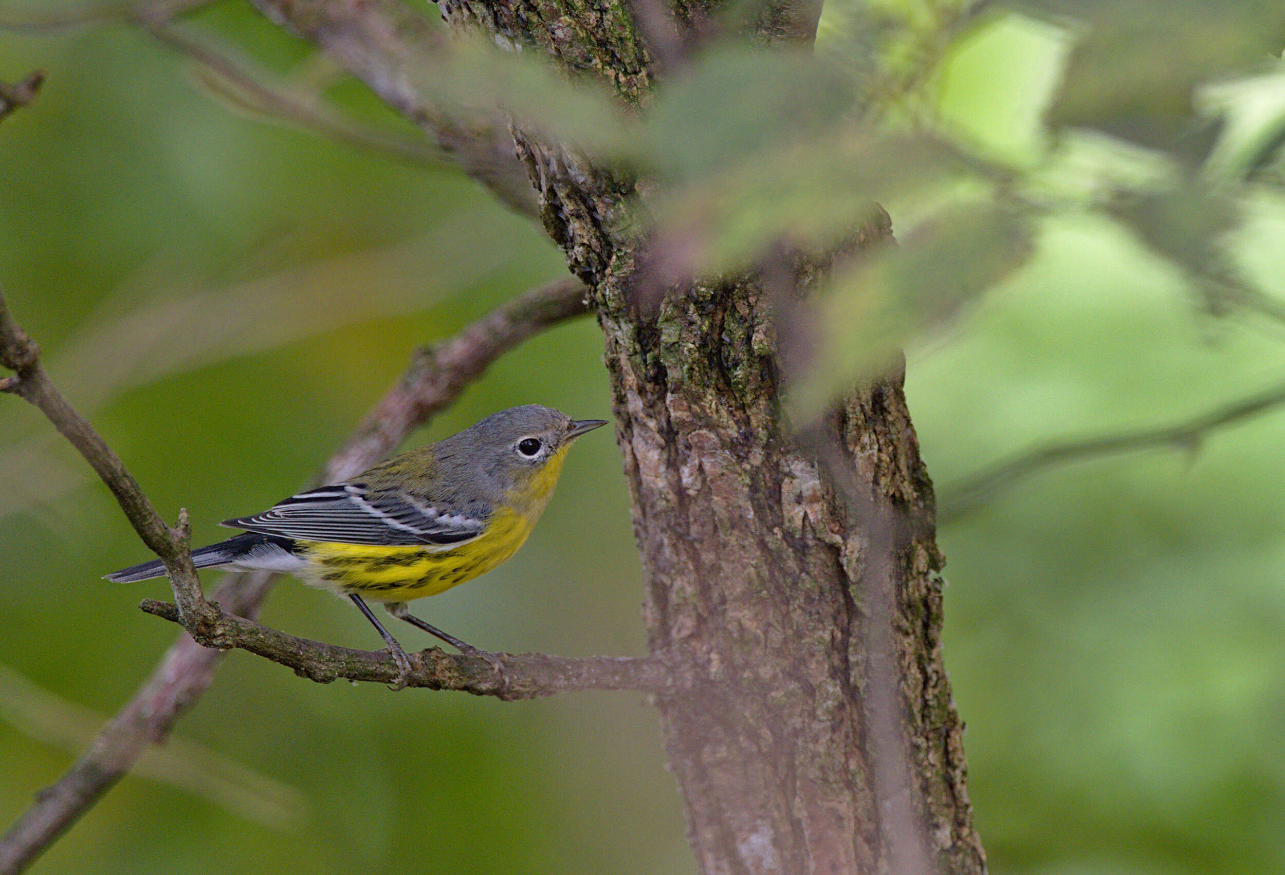 Image of Magnolia Warbler