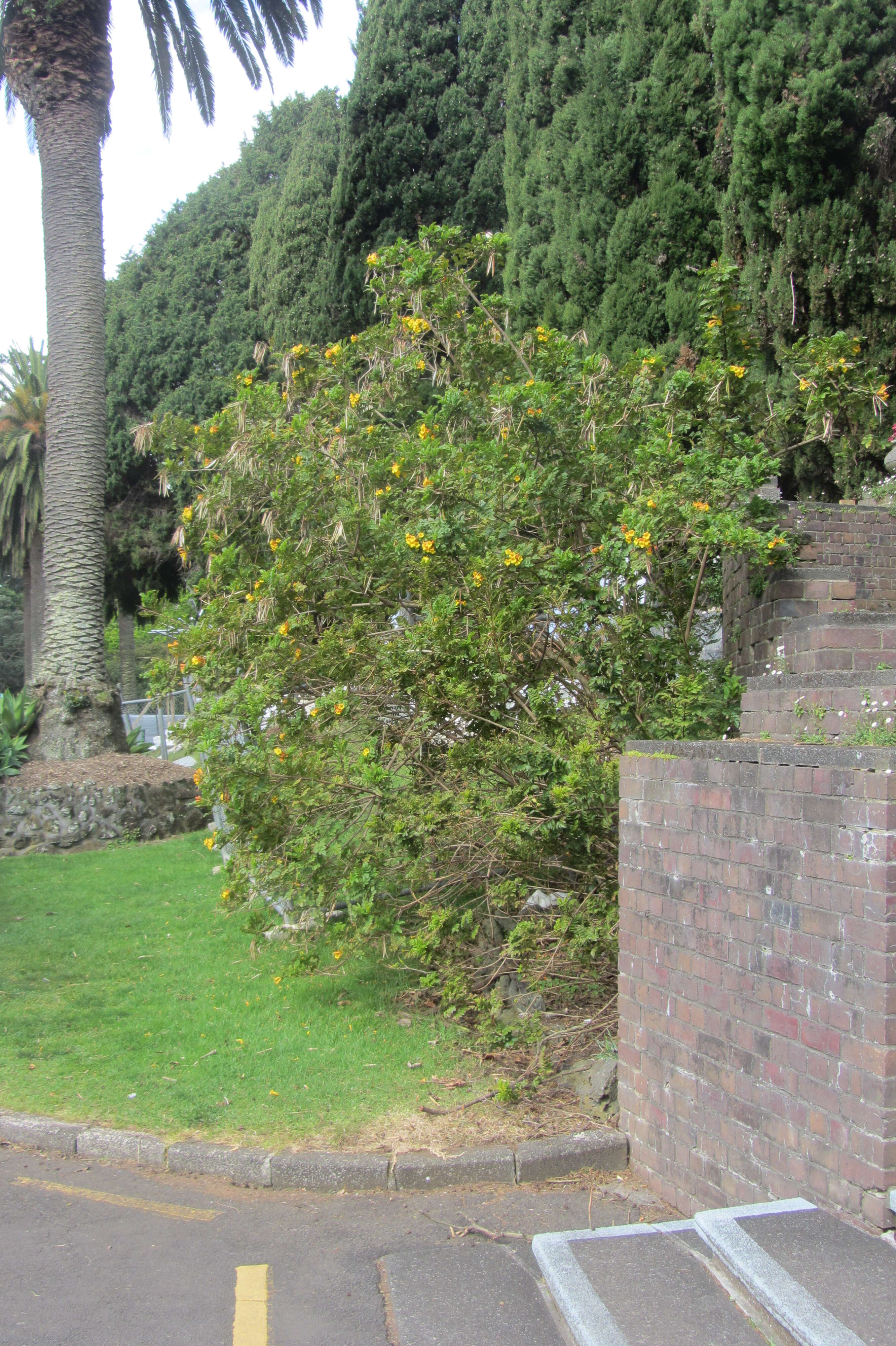 Image of Yellow bells