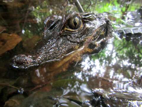 Image of Congo dwarf crocodile