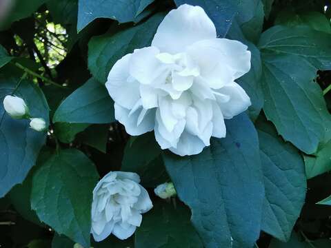 Image of Star-jasmine or Confederate-jasmine