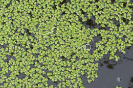 Image of Rootless Duckweed