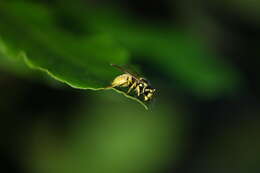 Image of German Wasp