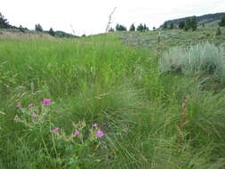 Plancia ëd Festuca campestris Rydb.