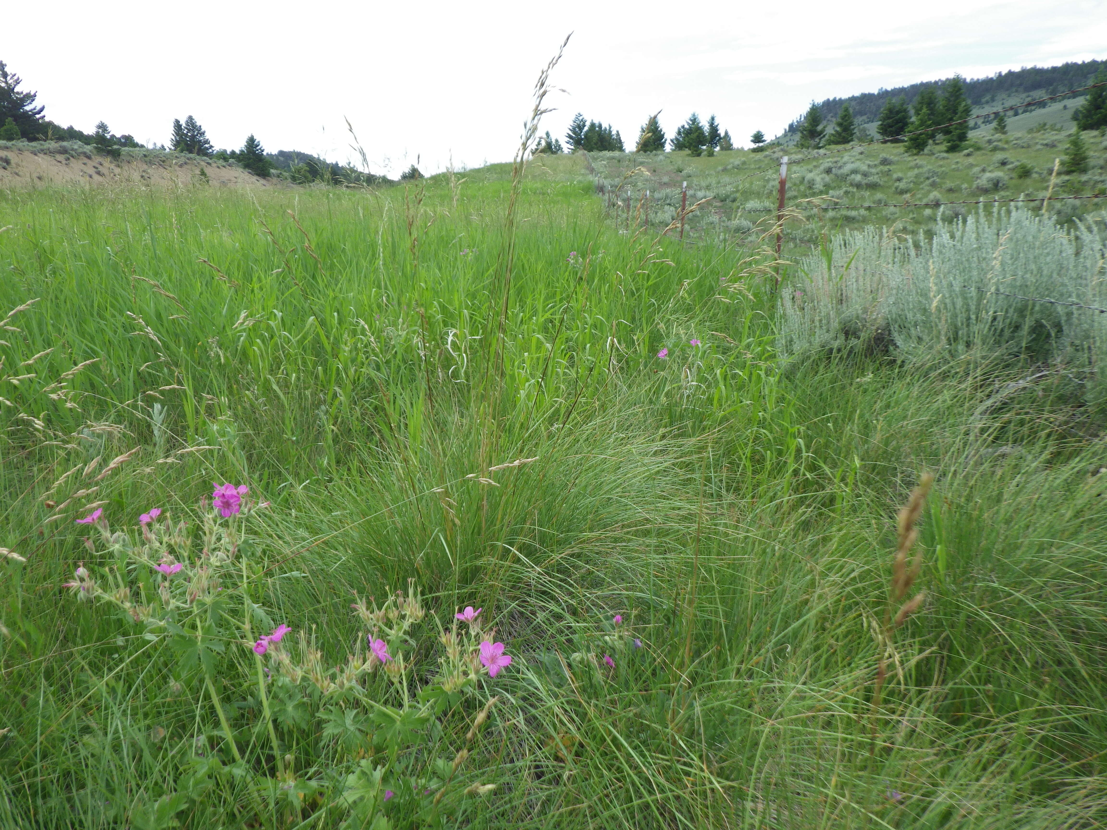 Plancia ëd Festuca campestris Rydb.