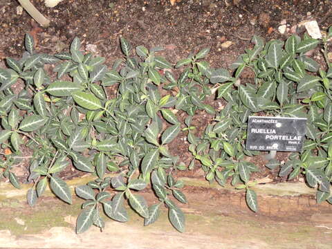 Image of Ruellia makoyana Hort. Makoy ex Closon