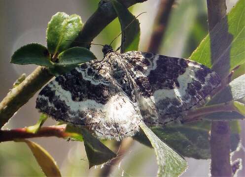 Image of common carpet