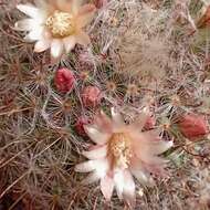 Image of globe cactus