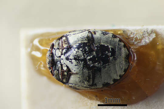 Image of Dermestid beetle