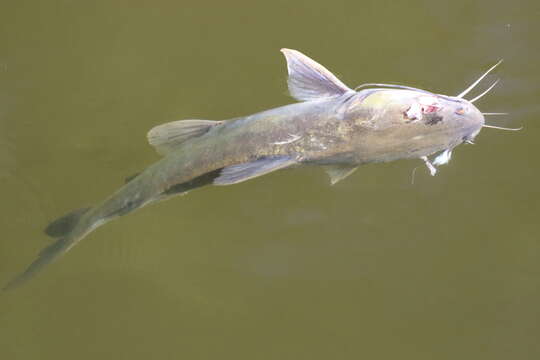 Image of Blue catfish