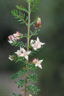 Image de Boronia alulata Soland. ex Benth.