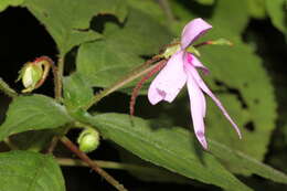 Image of Impatiens johnii E. Barnes