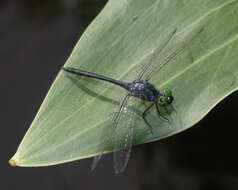 Imagem de Chalybeothemis fluviatilis Lieftinck 1933