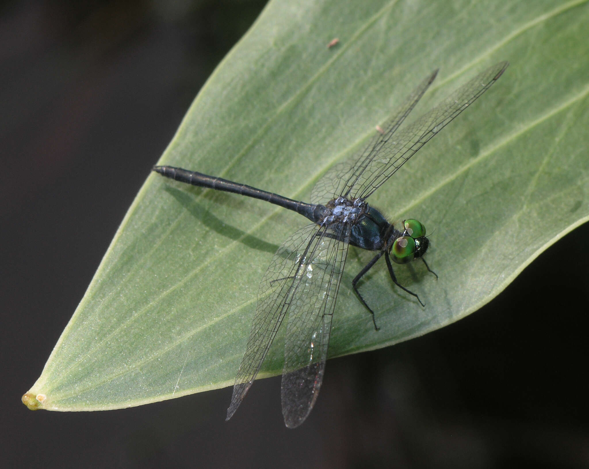 Imagem de Chalybeothemis fluviatilis Lieftinck 1933