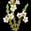 صورة Micromyrtus erichsenii Hemsl.