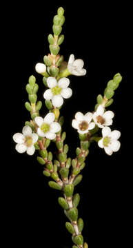 صورة Micromyrtus erichsenii Hemsl.