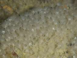 Image of white colonial phoronid