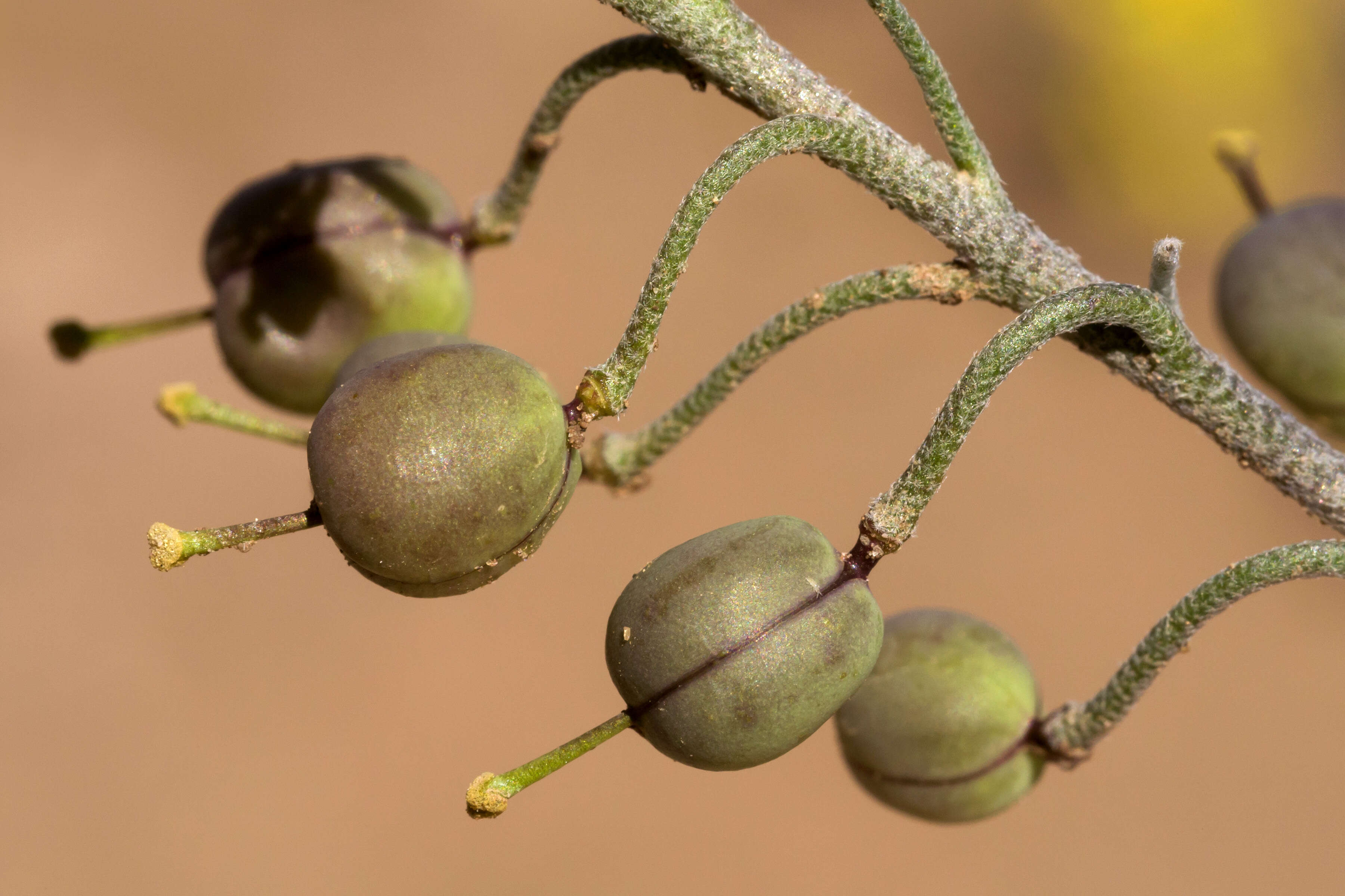 Image of Gordon's bladderpod